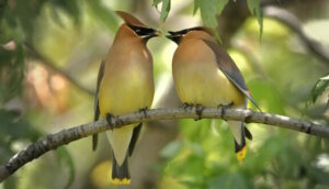 Two cedar waxwing birds on a branch, with one giving a berry to the other