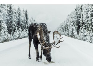 Moose standing on a snowy road in the forest sniffing the ground