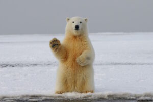 Upright polar bear with one paw up, as if waving