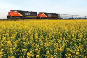 Canadian National Railway train crossing a prairie full of yellow flowers