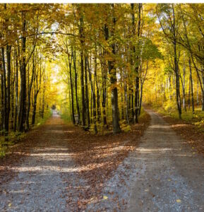 path in forest splits in two, with fall foliage