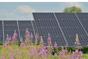 Renewable energy: Solar panels seen from the ground, behind pink flowers 